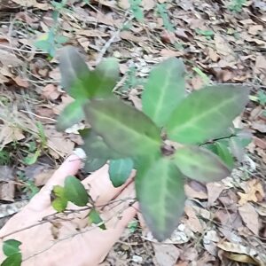 Yaupon Holly Dried Leaves – Loose Leaf Tea (Ilex vomitoria)