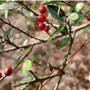 Yaupon Holly Plant (Ilex vomitoria) – Native Evergreen
